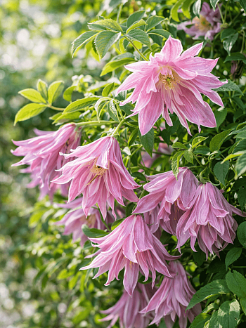 Клематис Ballet Skirt