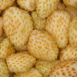 Земляника садовая Золотинка