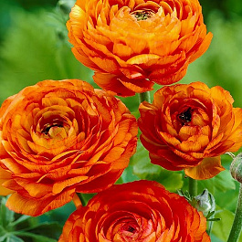 Лютик азиатский Ориндж