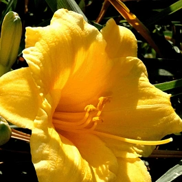 Лилейник желтый