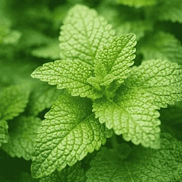 Мелисса лекарственная