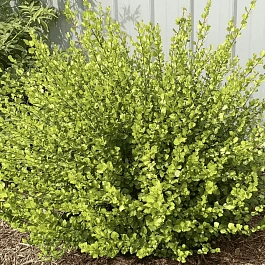 Берёза карликовая Golden Treasure