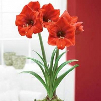 Амариллис простой Ред Лайон