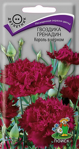 Гвоздика Гренадин Король в черном