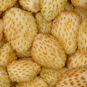 Земляника садовая Золотинка