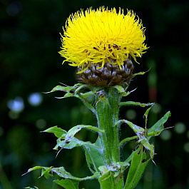 Василёк крупноголовый