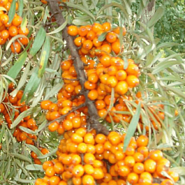 Облепиха Крушиновидная Nivelana