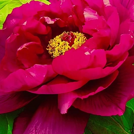 Пион древовидный Black Dragon Holds a Splendid Flower