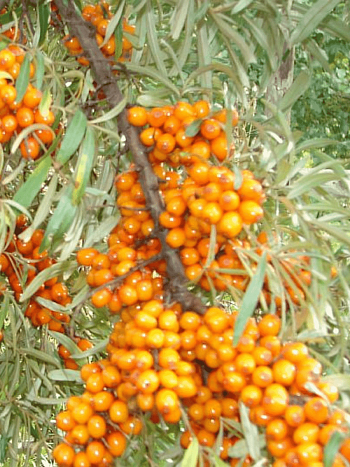 Облепиха Крушиновидная Nivelana