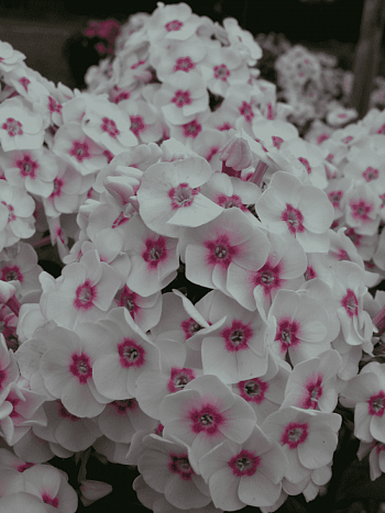 Флокс метельчатый Юлия