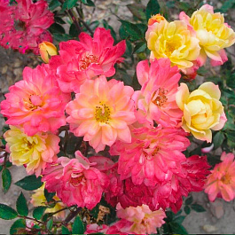 Роза штамбовая флорибунда Бэби Маскарад (штамб 45см) Роза штамбовая флорибунда Бэби Маскарад (штамб 45см)