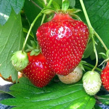 Земляника садовая Джоли