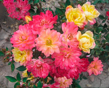 Роза штамбовая флорибунда Бэби Маскарад (штамб 45см)