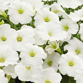 Петуния грандифлора Саксесс Эйч Ди Вайт