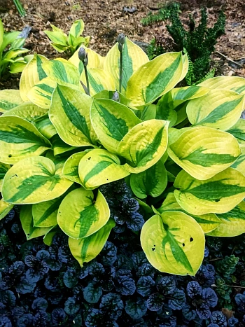 Хоста Glad Rags