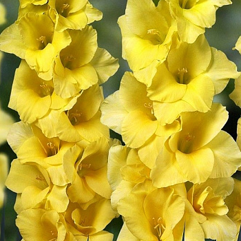 Гладиолус крупноцветковый Лимончелло