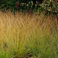 Молиния тростниковая Windsaule