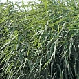 Тростник южный