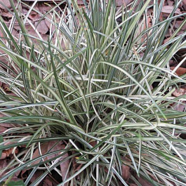 Офиопогон Сильвер Мист