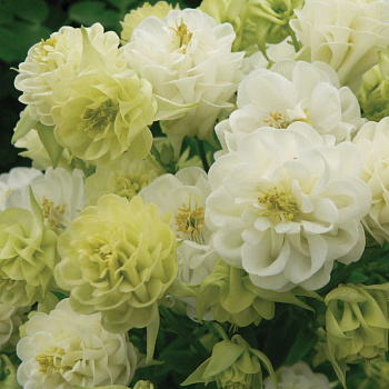 Аквилегия обыкновенная Винки Дабл Вайт энд Вайт