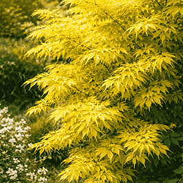 Бузина черная Golden Tower