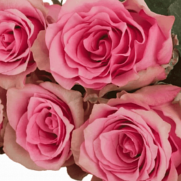 Роза чайно-гибридная Lovely Rhodos