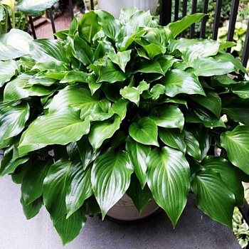 Хоста гибридная Инвинсибл НАБОР 2ШТ (1+1)