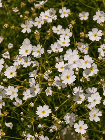 Проломник северный Stardust