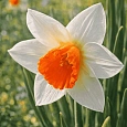 Нарцисс Cool Flame
