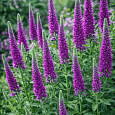 Вероника длиннолистная Purpleicious