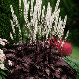 Клопогон ветвистый Atropurpurea