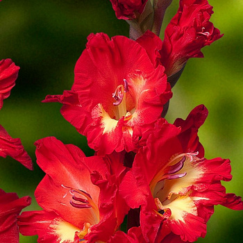 Гладиолус крупноцветковый Одиссея