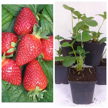 Земляника садовая Квики НАБОР 5ШТ