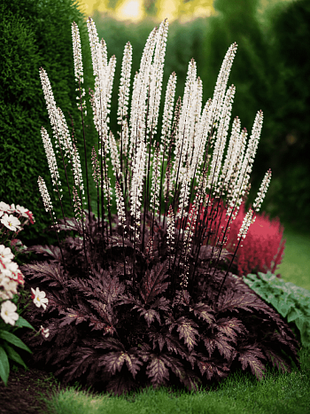 Клопогон ветвистый Atropurpurea