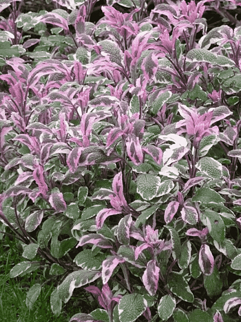 Шалфей лекарственный Hexenmantel  Tricolor