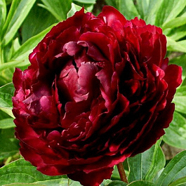 Пион травянистый Фолкон