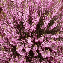 Вереск обыкновенный Hilda 