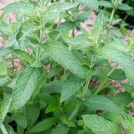 Мята Сахарная вата