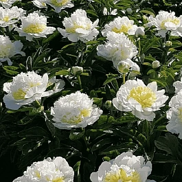 Пион Молочноцветковый Honey Gold