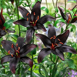 Лилия азиатская Куин ов Найт