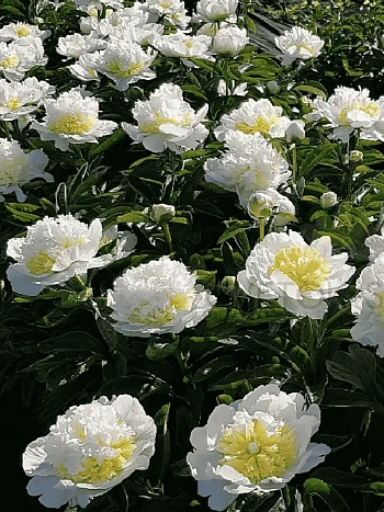 Пион Молочноцветковый Honey Gold