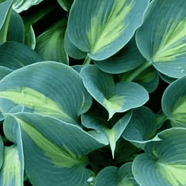 Хоста Grand Marquee