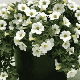 Калибрахоа Can-Can Rosies White (кашпо)