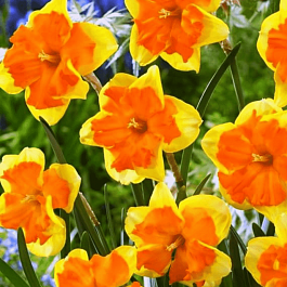 Нарцисс Tiritomba