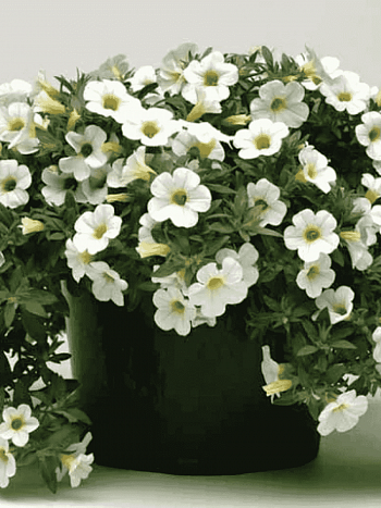 Калибрахоа Can-Can Rosies White (кашпо)