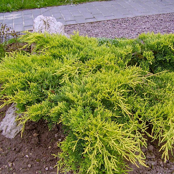 Можжевельник средний Голд Коаст