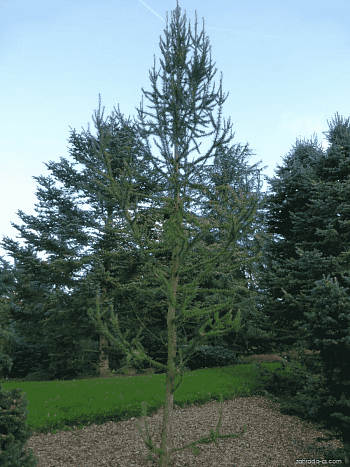 Лиственница кемпфера Jakobsens Pyramid