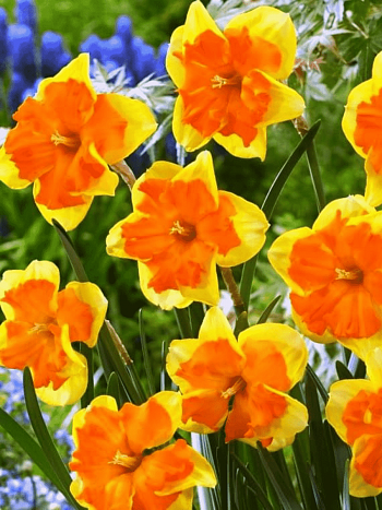 Нарцисс Tiritomba