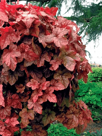 Гейхерелла Redstone Falls