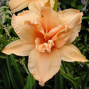 Лилейник гибридный Дабл Дрим Лилейник гибридный Дабл Дрим